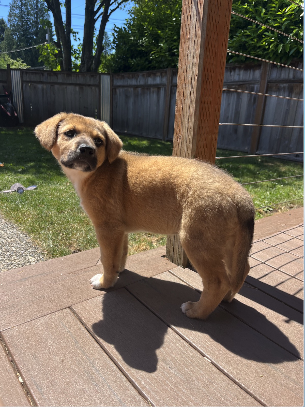 Flip Flop the Akita mix