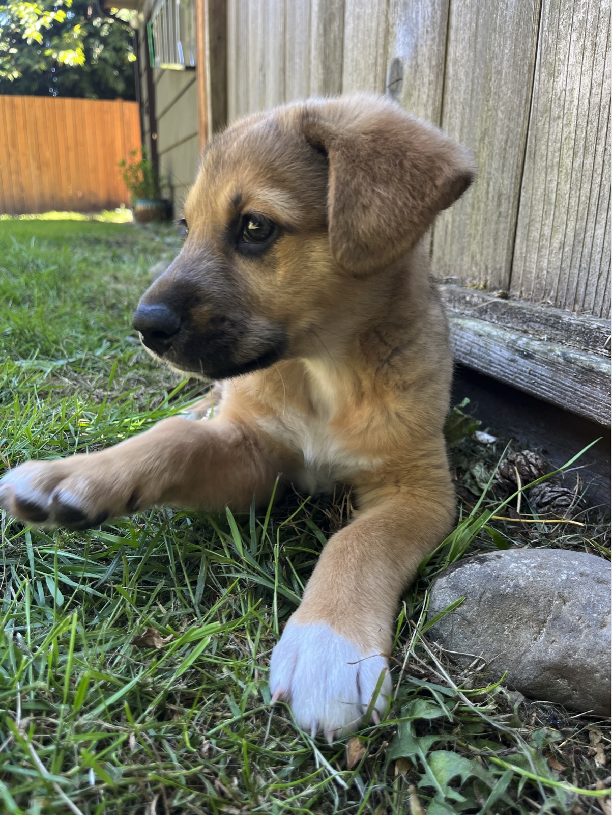 Flip Flop the Akita mix