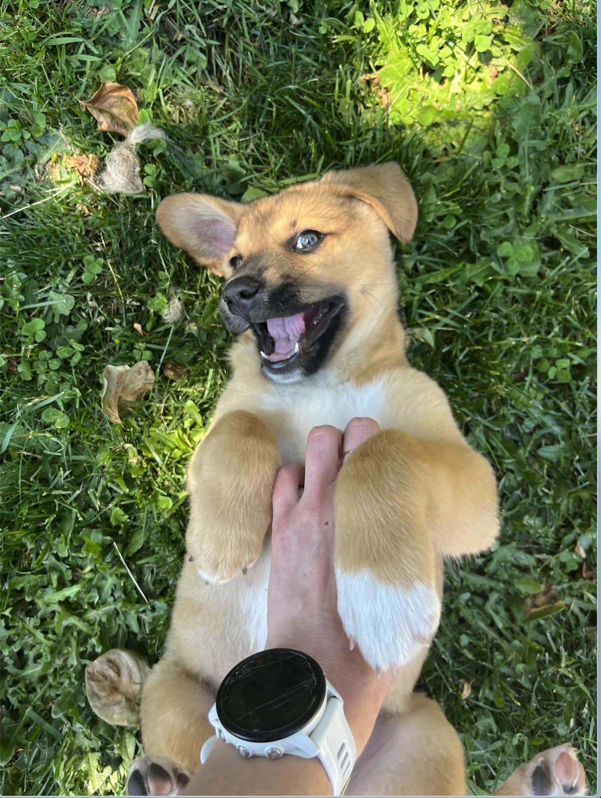 Flip Flop the Akita mix