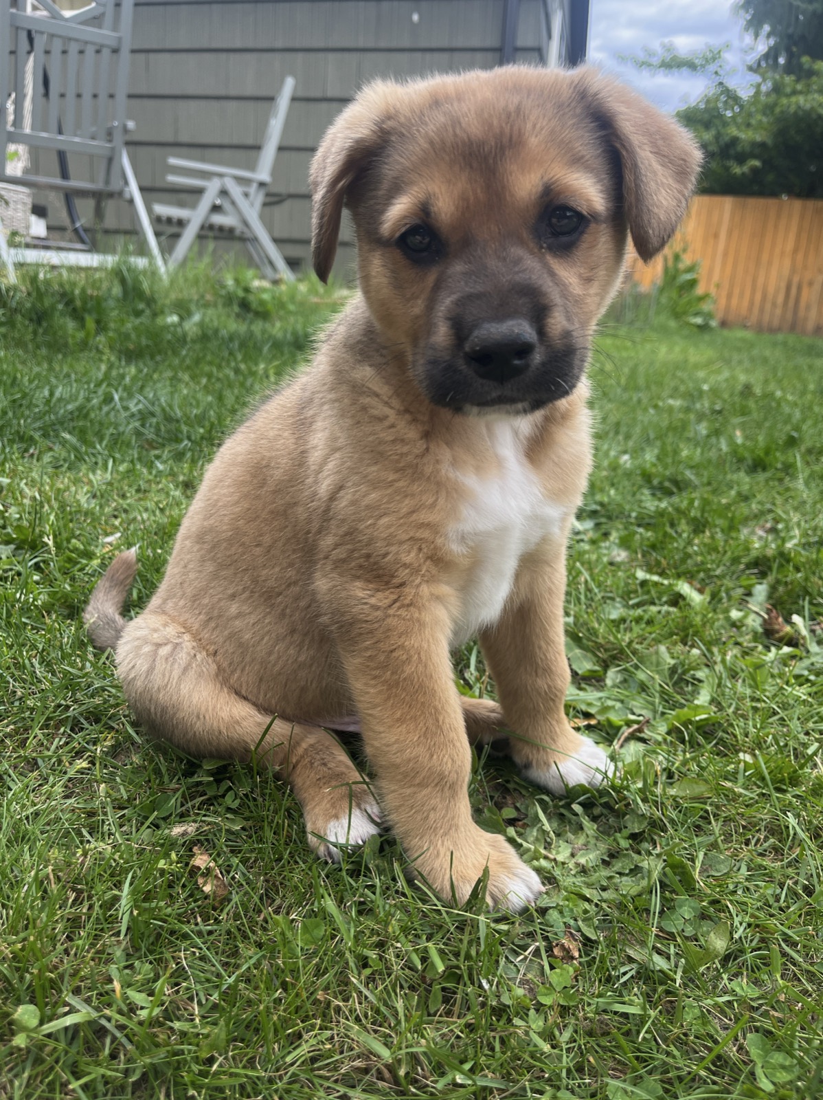Flip Flop the Akita mix