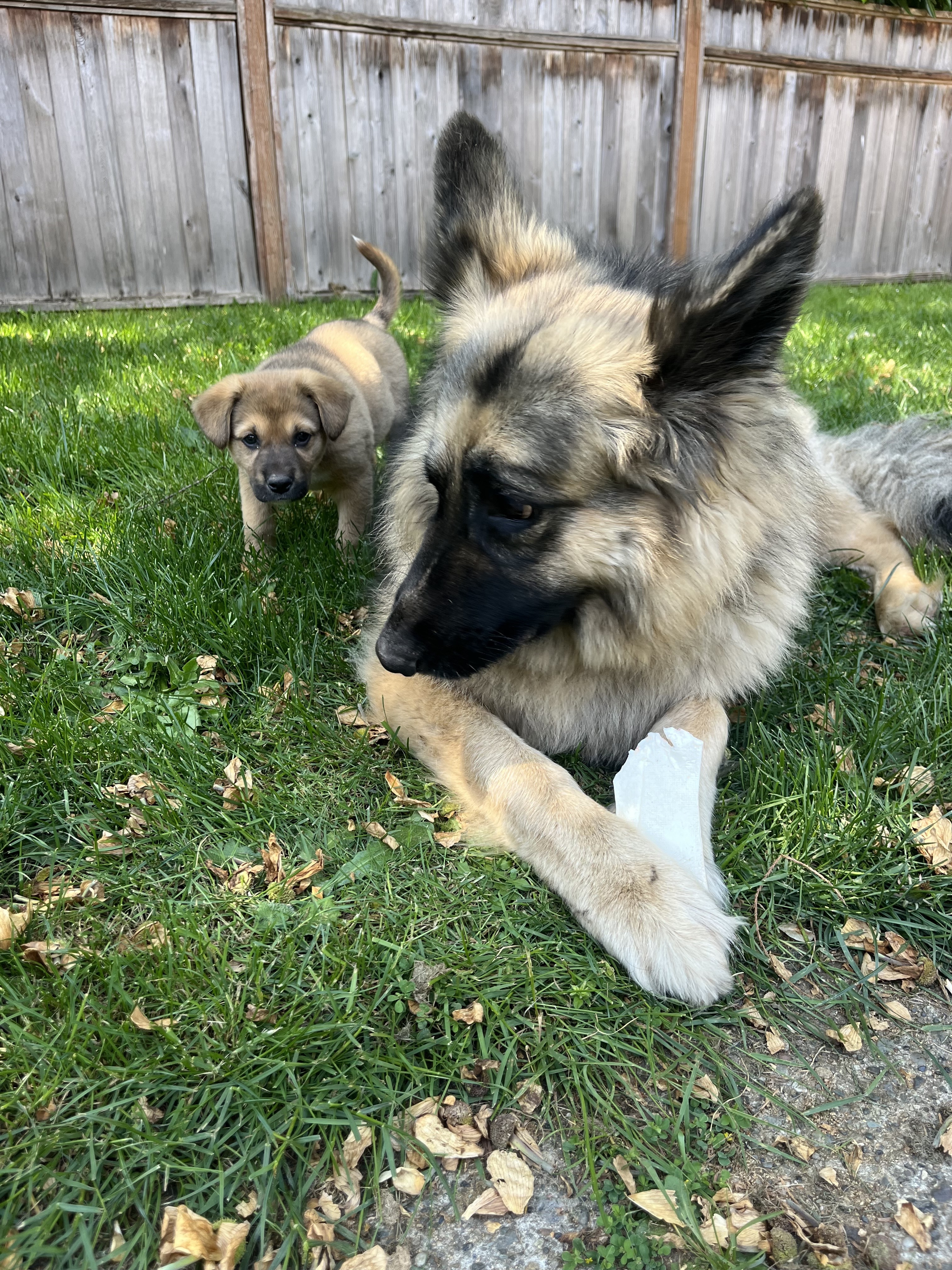 Flip Flop the Akita mix