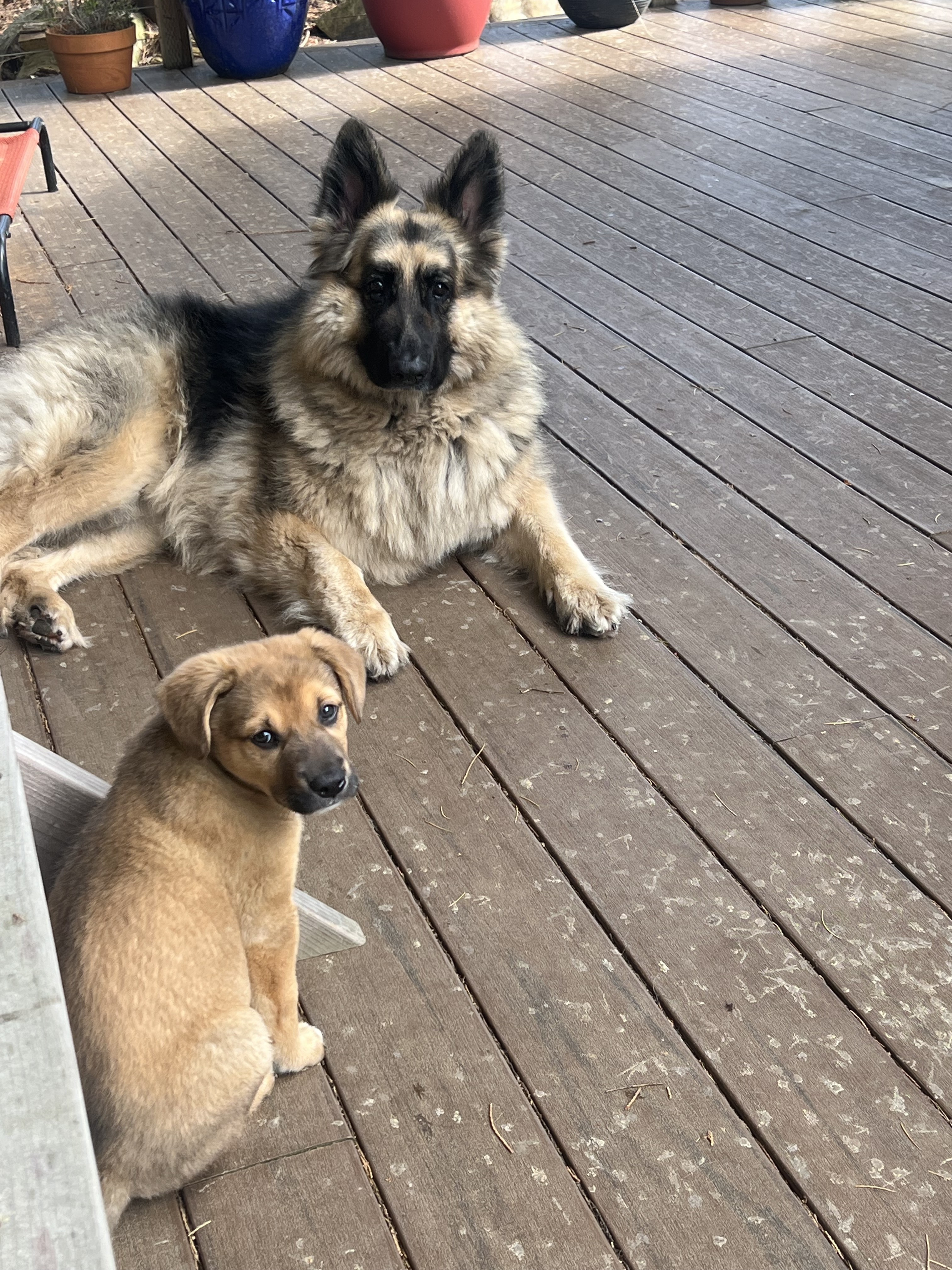Flip Flop the Akita mix